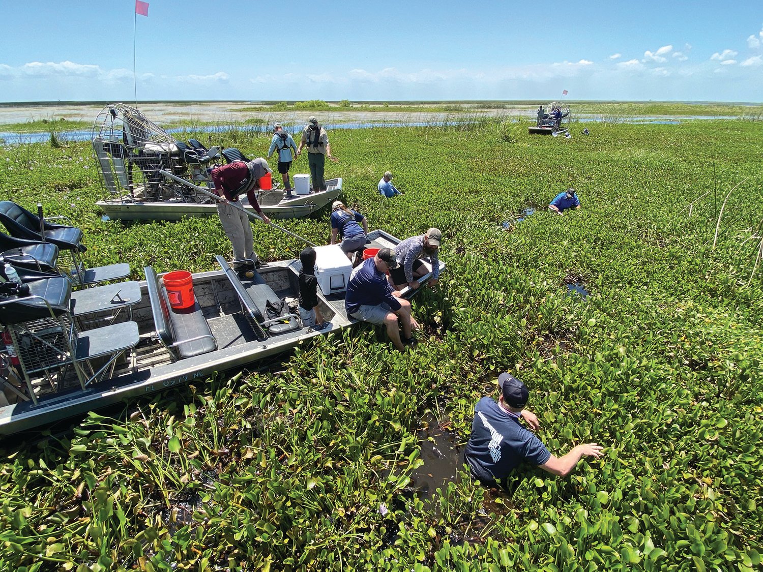 Volunteers helped FWC remove invasive plants on Lake Okeechobee.